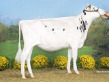 Kampioen kalveren midden, Bons-Holsteins Aaltje 197, Doorman, Melkveebedrijf Skoatter en Hullcrest Drijber